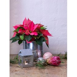 Urtepotter <br><br> galvaniseret <br><br> st m. 3 str. <br><br> 