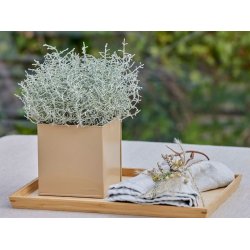 Firkantet urtepotte <br><br> hasselnd <br><br> St af 3 str. <br><br>