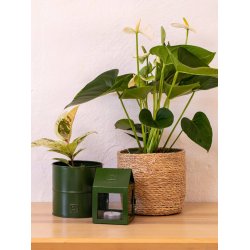 Urtepotter <br><br> oliven <br><br> St af 3 str. <br><br>