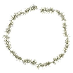 Cederranke <br><br> L 150 cm <br><br> 