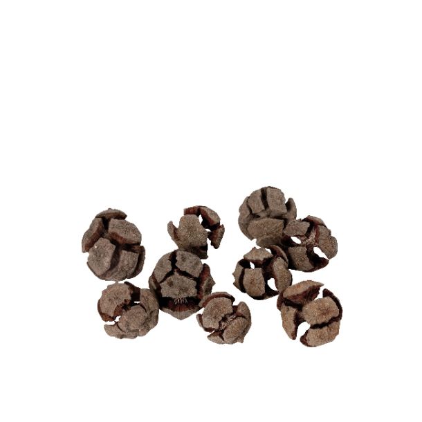 Cypres kogler <br><br> 2-4 cm <br><br> 10 stk. <br><br>