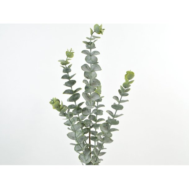 Eucalyptus gren <br><br> L 76 cm