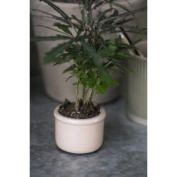 Keramik skjuler <br><br> mini <br><br> krakeleret <br><br> coral sands /creme <br><br>