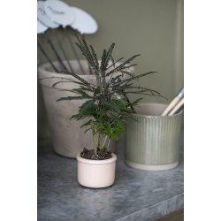 Keramik skjuler <br><br> mini <br><br> krakeleret <br><br> coral sands /creme <br><br>