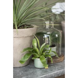 Keramik skjuler <br><br> mini <br><br> krakeleret <br><br> lysegrn <br><br>