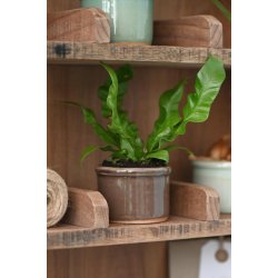 Keramik skjuler <br><br> mini <br><br> krakeleret <br><br> soil <br><br>