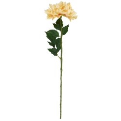 Dahliastilk <br><br> lysegul <br><br> 