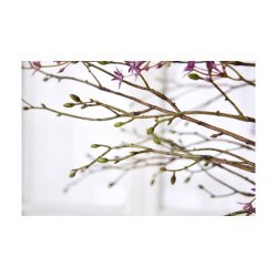 Gren med knopper <br><br> 3 stk. i bdt. <br><br> L 56 cm <br><br> 