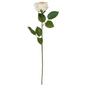 Rosenstilk <br><br> soft beige <br><br> 