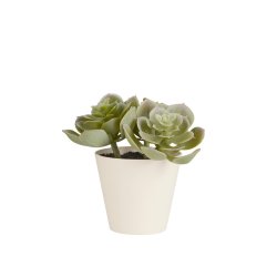 Sukkulent i potte <br><br> Echeveria <br><br> h 12 cm <br><br>