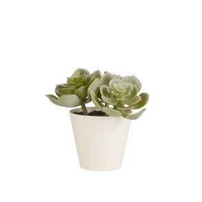 Sukkulent i potte <br><br> Echeveria <br><br> h 12 cm <br><br>