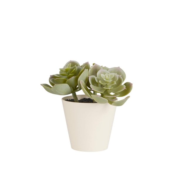 Sukkulent i potte <br><br> Echeveria <br><br> h 12 cm <br><br>