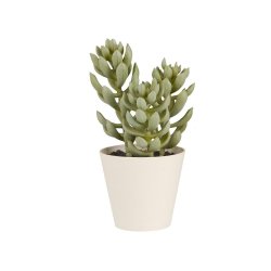 Sukkulent i potte <br><br> Stenurt /sedum <br><br> h 17 cm <br><br>