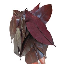 Magnolia blade <br><br> r�dbrun <br><br> 100 g <br><br>