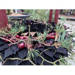 Magnolia blade <br><br> r�dbrun <br><br> 100 g <br><br>