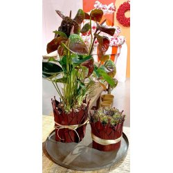 Magnolia blade <br><br> r�dbrun <br><br> 100 g <br><br>