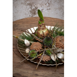 Austriaca rosekogle <br><br> 10 stk. <br><br>