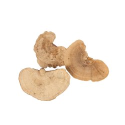 Natursvampe p� tr�d <br><br> 5 stk. <br><br>
