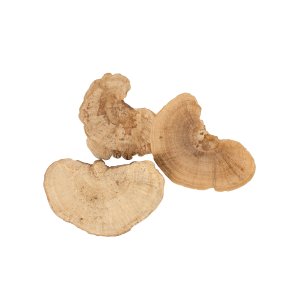 Natursvampe p� tr�d <br><br> 5 stk. <br><br>