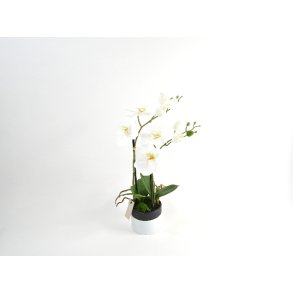 Orkid 2-grenet i potte <br><br> Phalaenopsis <br><br> L 43 cm 