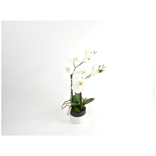 Orkid 2-grenet i potte <br><br> Phalaenopsis <br><br> L 43 cm 