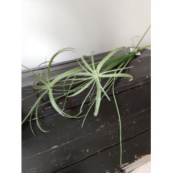 Papyrus grs <br><br>  L 66 cm