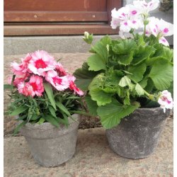 Roma potte <br><br> st  2 stk <br>  13 og 16 cm <br><br> gr <br><br> 