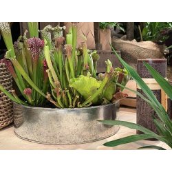 Runde plantebakker <br><br> galvaniseret <br><br> ST af 2 str