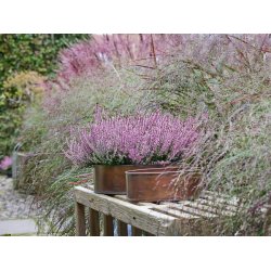 Rund plantebakke <br><br> kobber look <br><br> Mini - 25 x H9 cm <br><br>