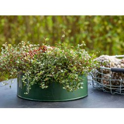 Rund plantebakke <br><br> oliven <br><br> Mini - 25 x H9 cm