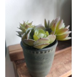 Sukkulenter /huslg <br><br> 3 stk. i ps.<br><br> Perfekt til dekorationer <br><br> 