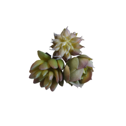 Sukkulenter /huslg <br><br> 3 stk. i ps.<br><br> Perfekt til dekorationer <br><br> 