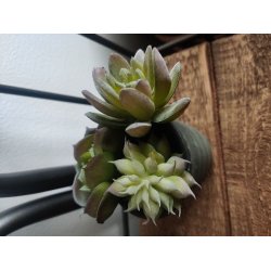 Sukkulenter /huslg <br><br> 3 stk. i ps.<br><br> Perfekt til dekorationer <br><br> 