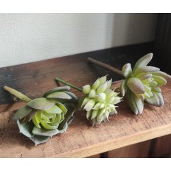 Sukkulenter /huslg <br><br> 3 stk. i ps.<br><br> Perfekt til dekorationer <br><br> 