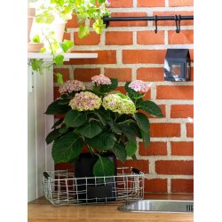 Firkantet trdbakke <br><br> mini <br><br> L34 x B22 x H10 cm <br><br>