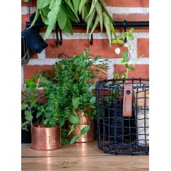 Urtepotter Kobber <br><br> rund <br><br> v�lg variant <br><br>