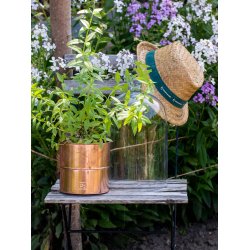 Urtepotter Kobber <br><br> rund <br><br> v�lg variant <br><br>