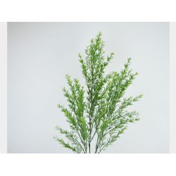 Vandgrs <br><br>  L 55 cm