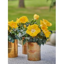 Vaser <br><br> kobber/messing-look <br><br>  st m. 2 str. <br><br> 