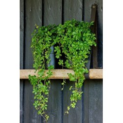 Vaser <br><br> vlg variant